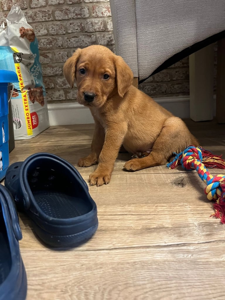 Fox red Labrador pups 3 BOYS LEFT 