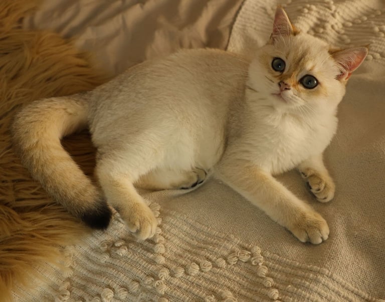 TICA RARE British Shorthair Kittens Champion bloodline