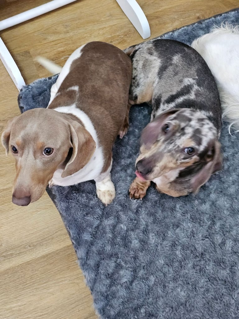 2 miniature dachshunds 