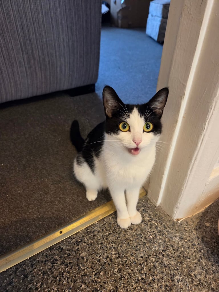 4 beautiful kittens ready for there new home