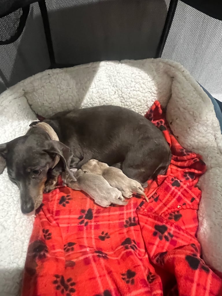 Dachshund miniature puppies 