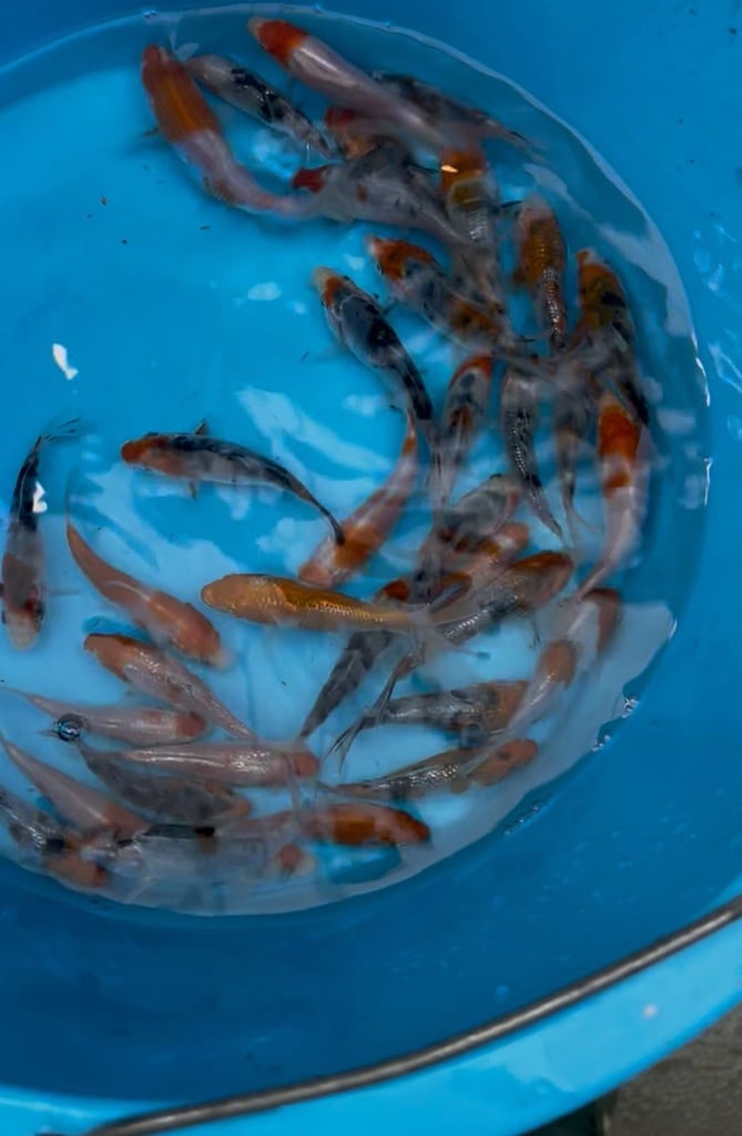 Japanes koi carp fishsale sizes 2-3”to 10-12 high grade we also deliver please message your needs! 