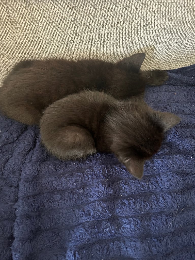Kittens looking for a forever home