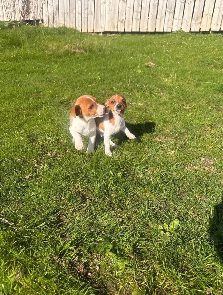 Jack Russell puppies for sale 