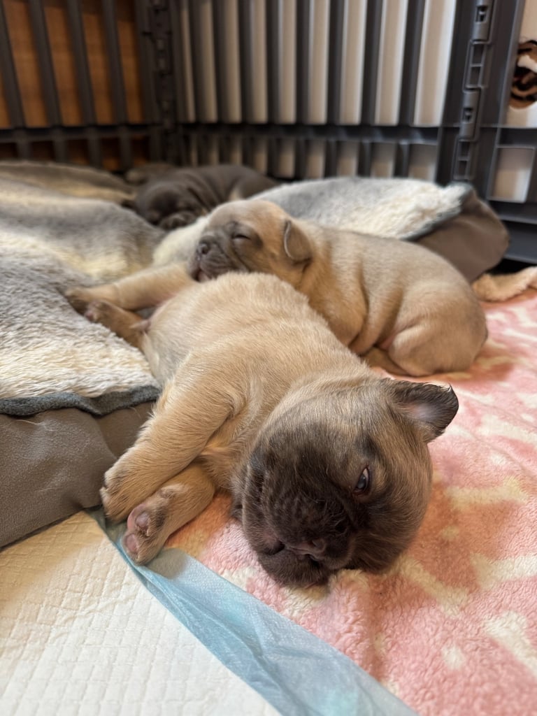 French Bulldog Puppies for Sale – Ready 8th December