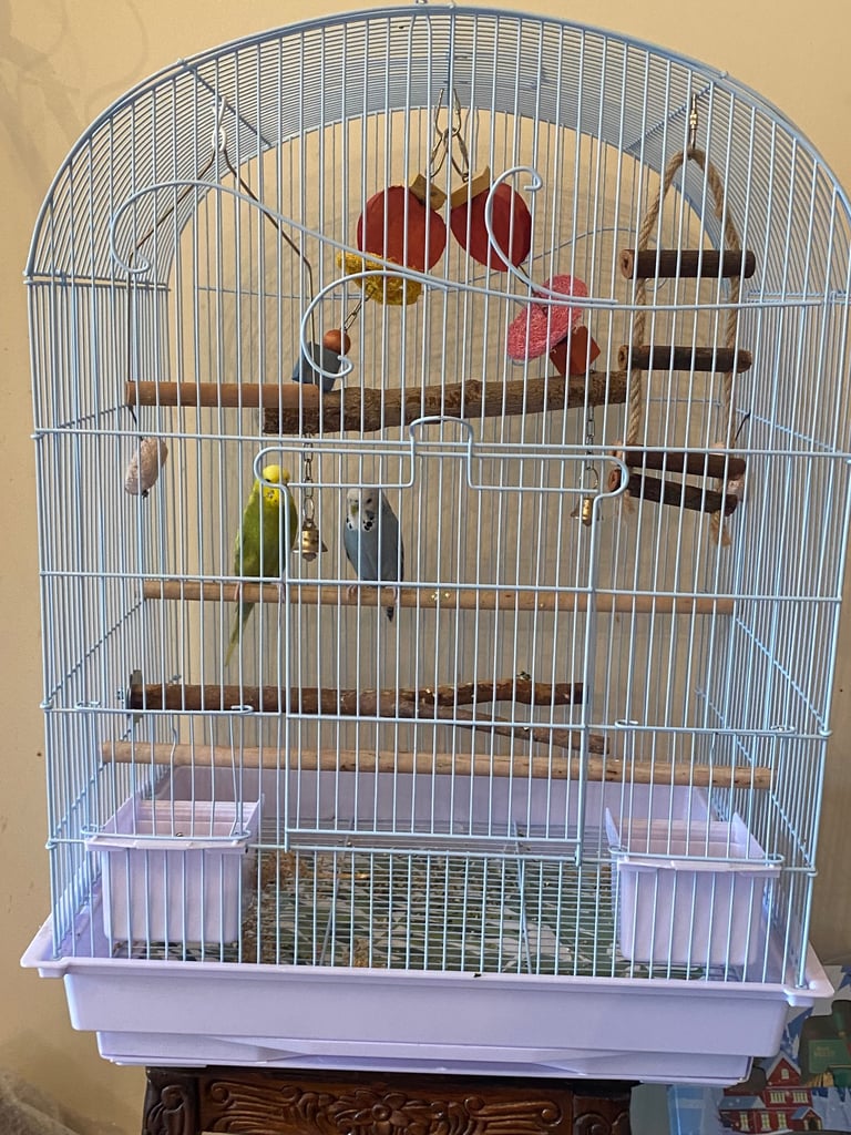 image for 2 young budgies - need a home 