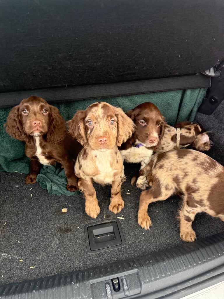 image for English Cocker spaniel puppies 