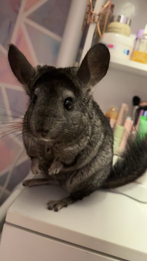 image for Chinchilla Boy