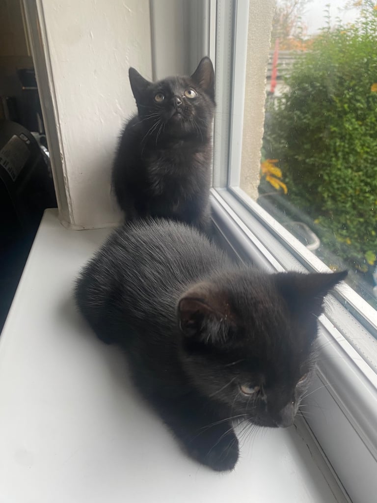 2 female kittens 