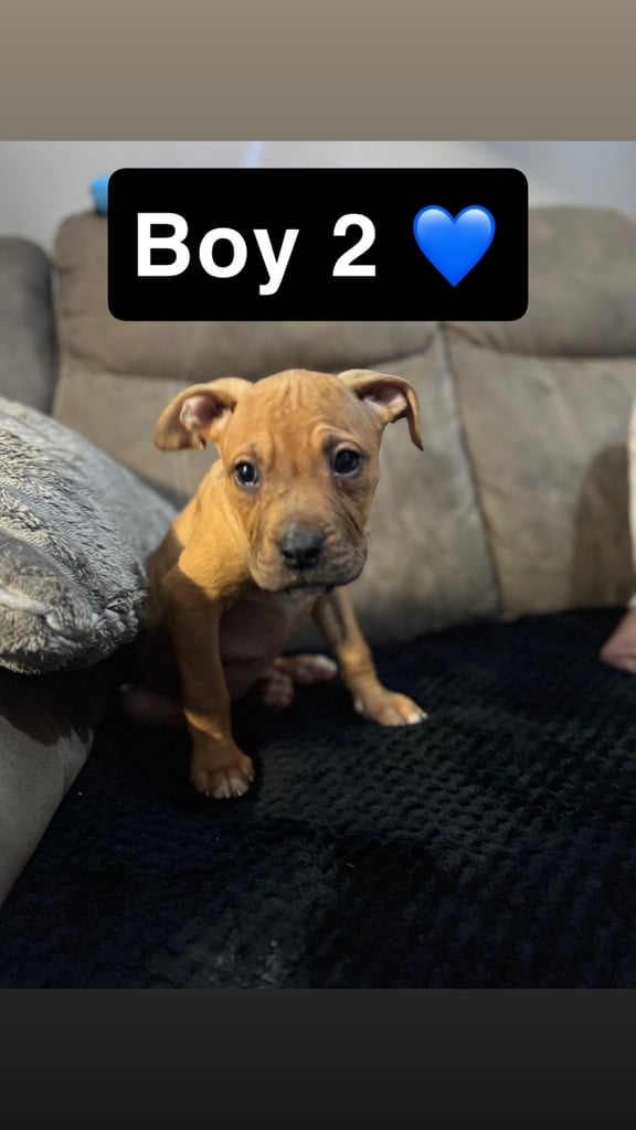 Alphabluebulldog X Mastiff 