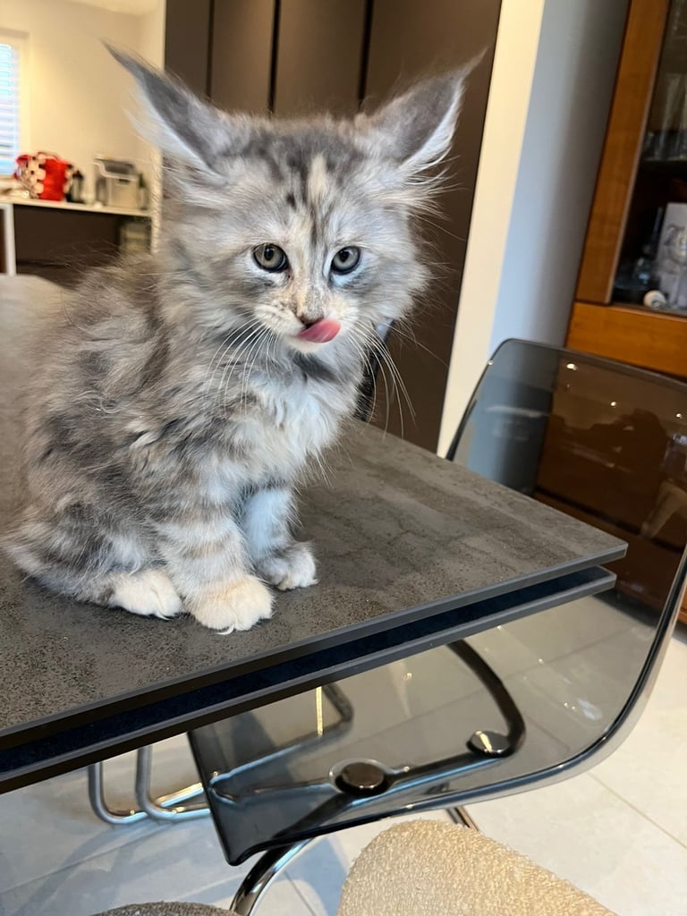 Maine Coon Kittens 2 Males 1 Female
