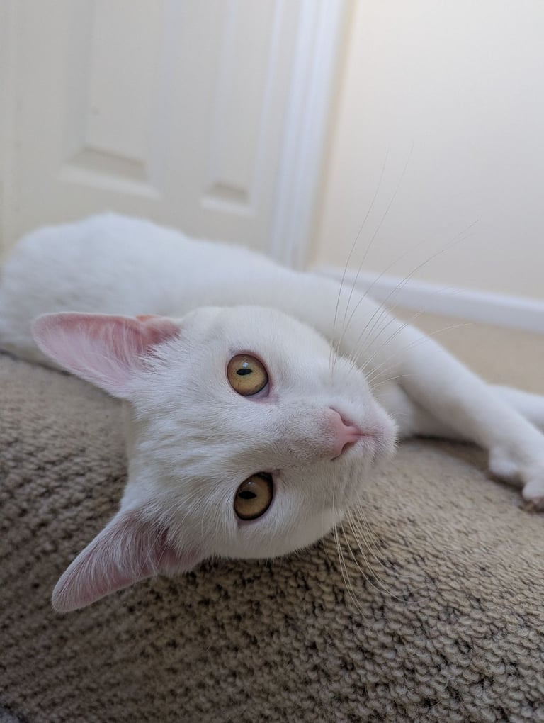 Male White Cat for rehoming 