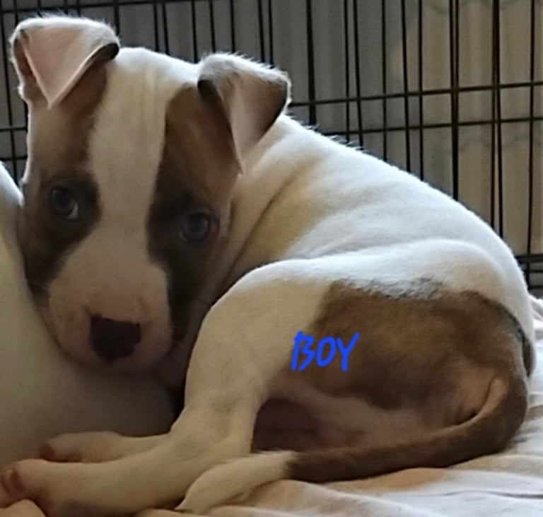 American Bulldog Puppies