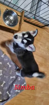 4 Husky Puppies Looking for a home