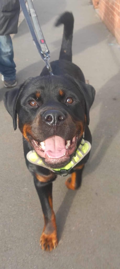 Rusty the Rottweiler 