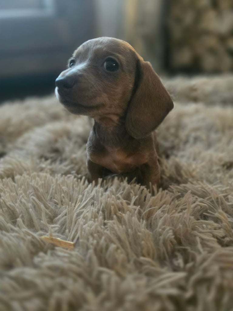 Daschund puppies