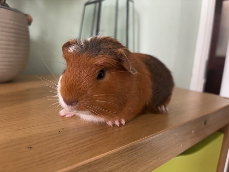 image for Guinea pig 