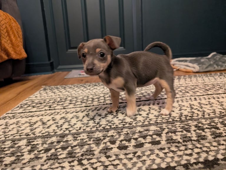 Miniature Blue and Tan Jack Russell 
