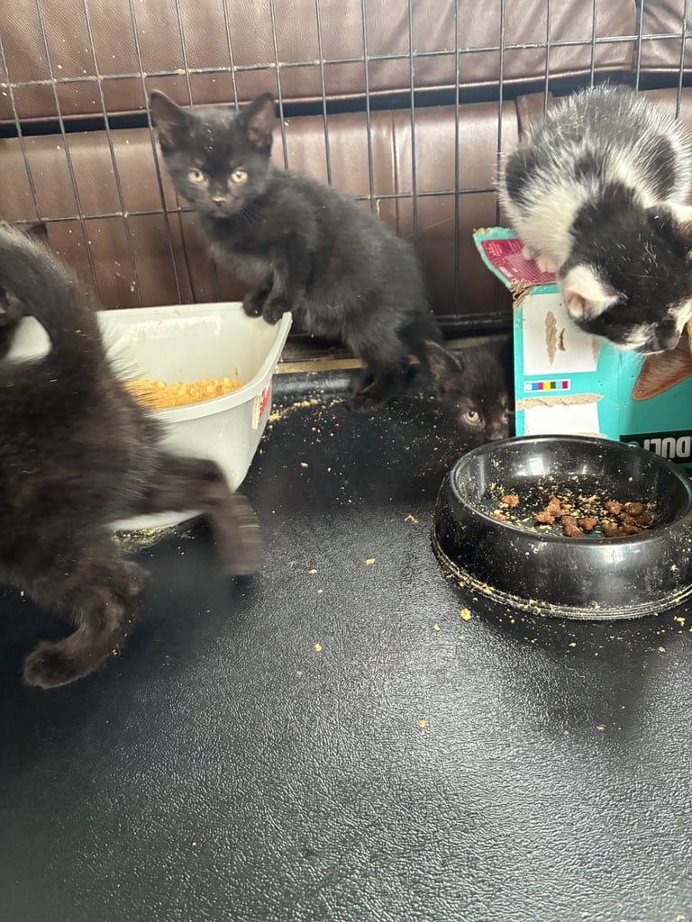 Black kittens 