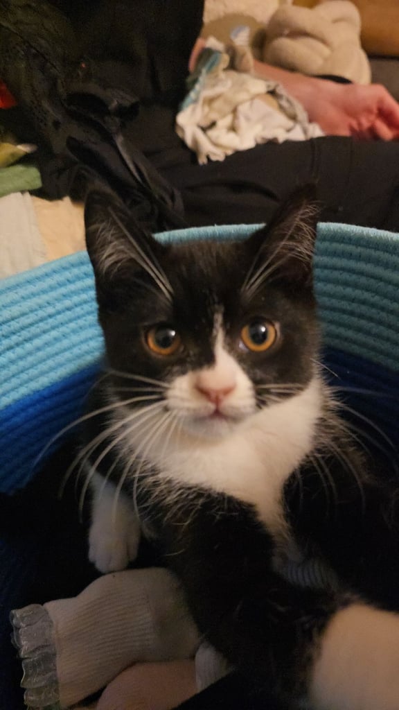 Fluffy, loving kittens for sale