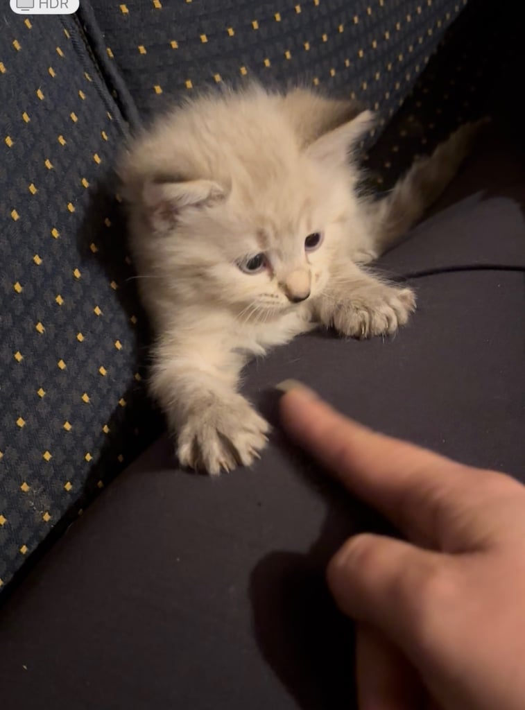 Ragdoll cross kittens 