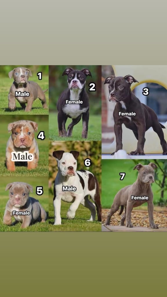 Council approved 5 star rated licensed, old tyme bulldog / olde English bulldog