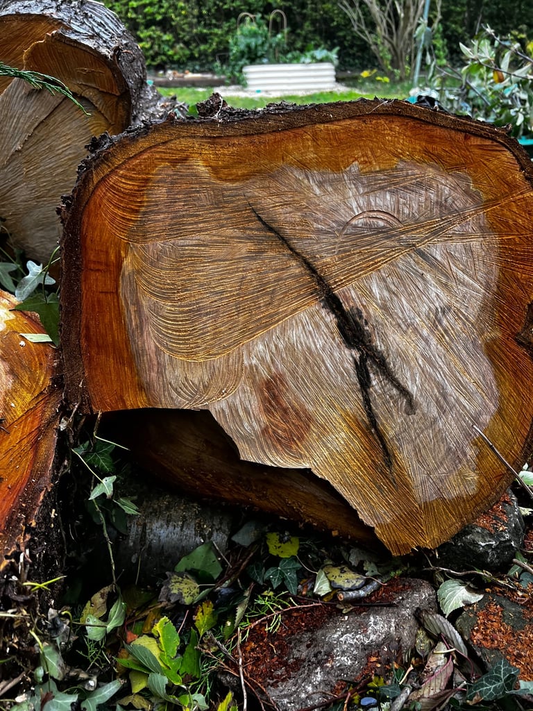 image for Large Cherry Log - Chip Carving