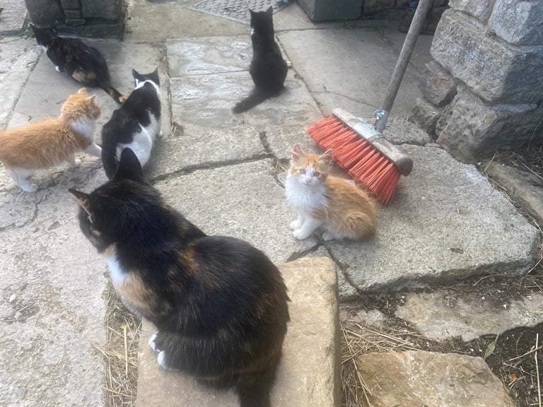 Tame Kittens