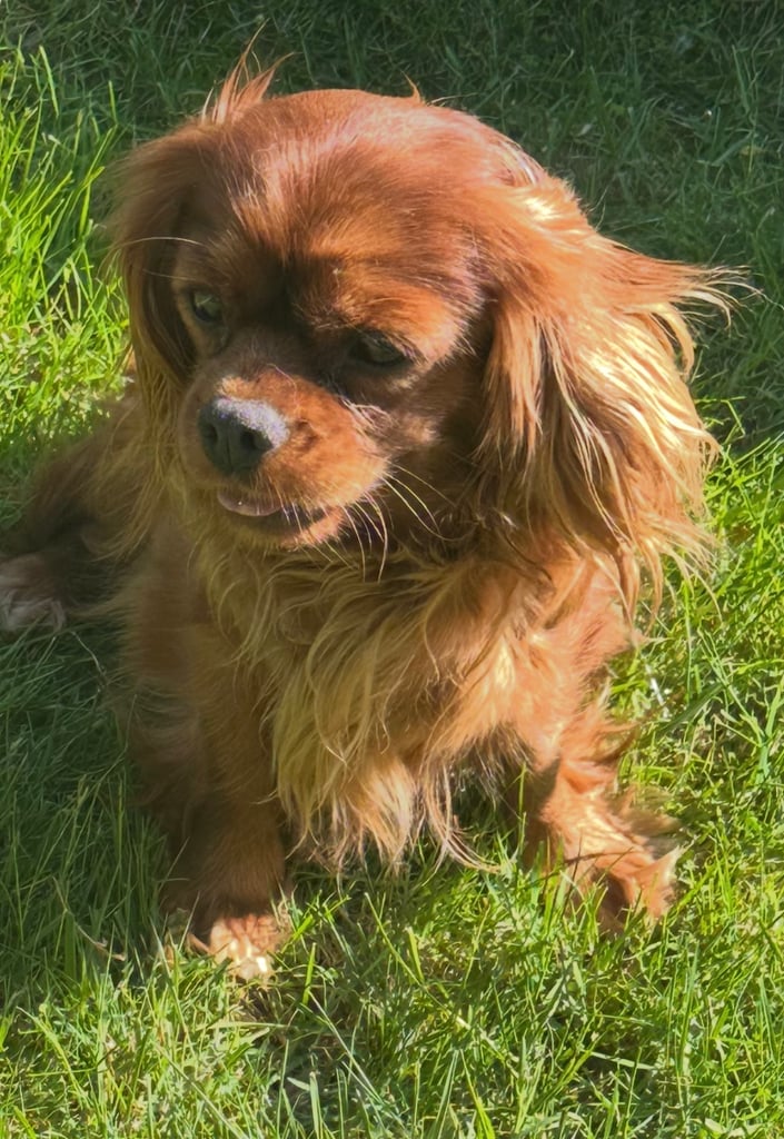 2x 3 year old sister Cavaliers 