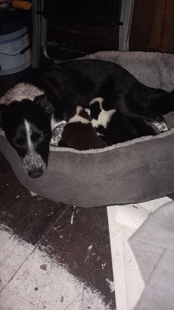 Collie puppies for sale 