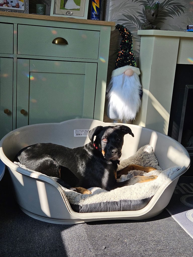 New forever home needed.