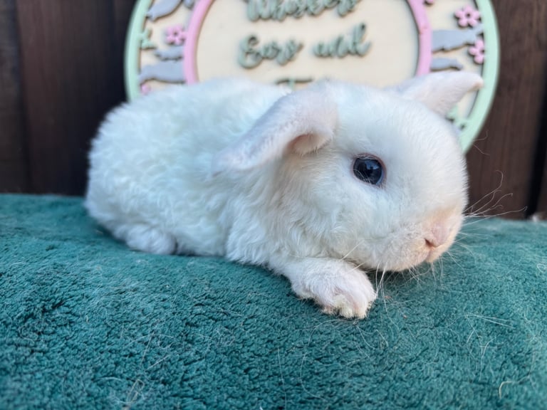 Mini Plush Lops