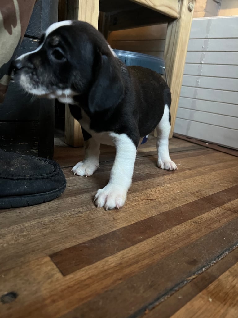 Old Tyme English Bulldog x Sproodle Puppy - Girl