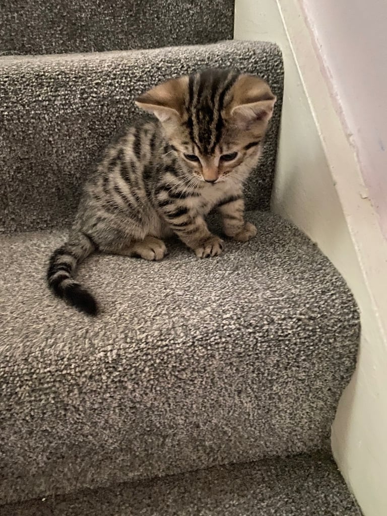 4 beautiful Bengal X kittens Boys £200
