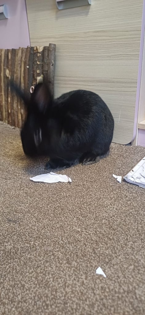 Pending collection-Netherlands dwarf rabbit