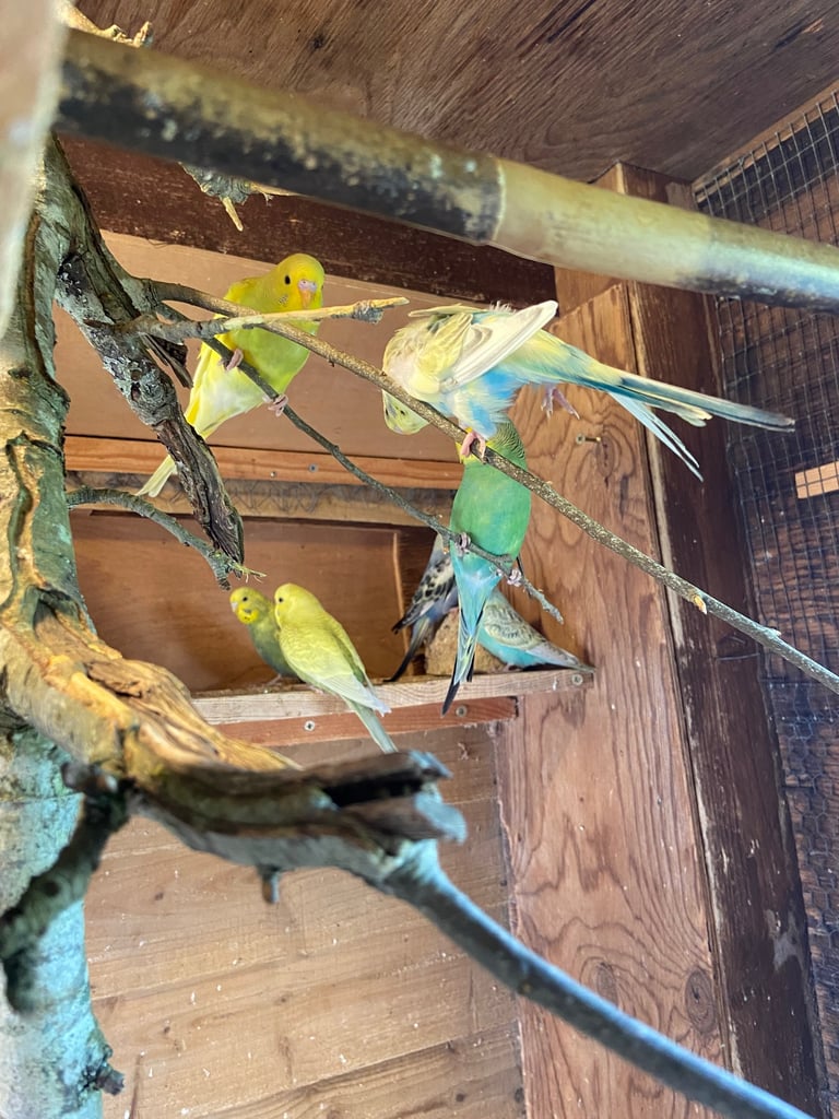 image for Baby budgies