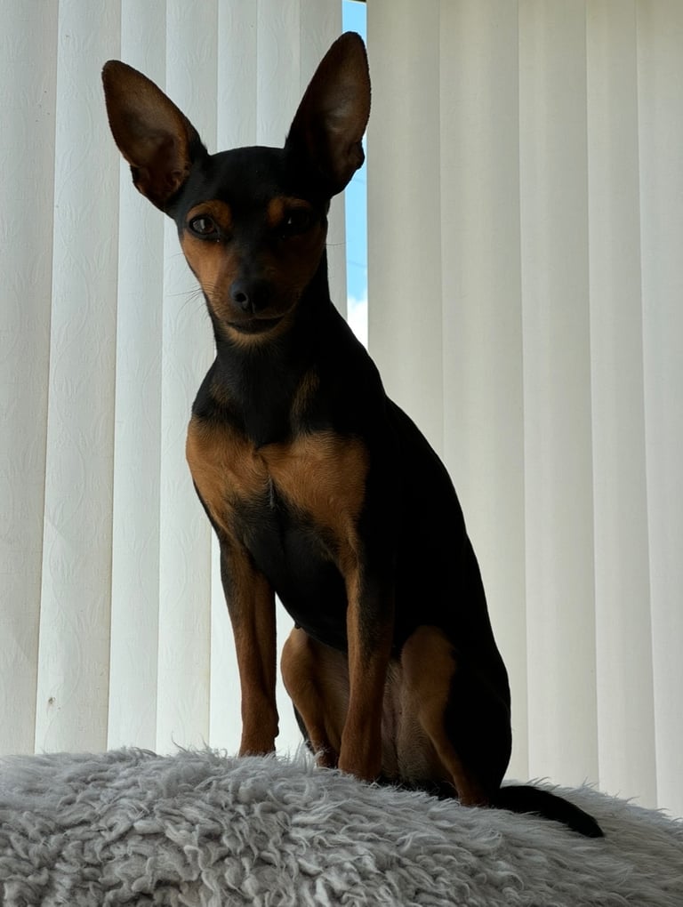 Not KC Reg Miniature Pincher Puppies 