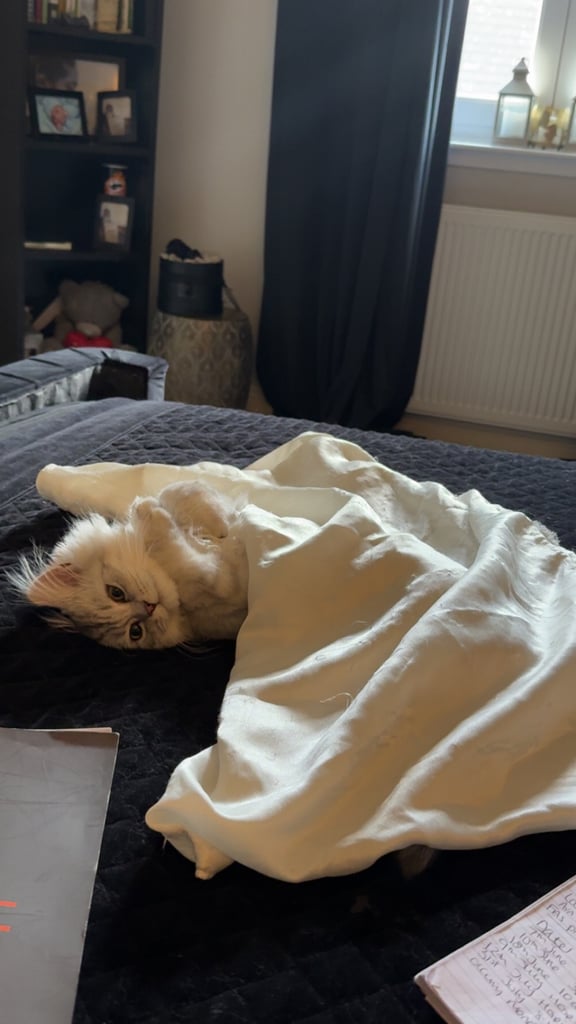 Persian Chinchilla Cat/Kitten