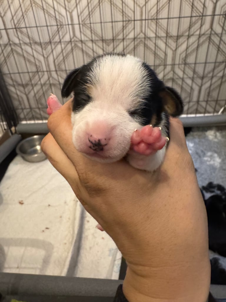 Jack Russell puppies available end of novemeber 