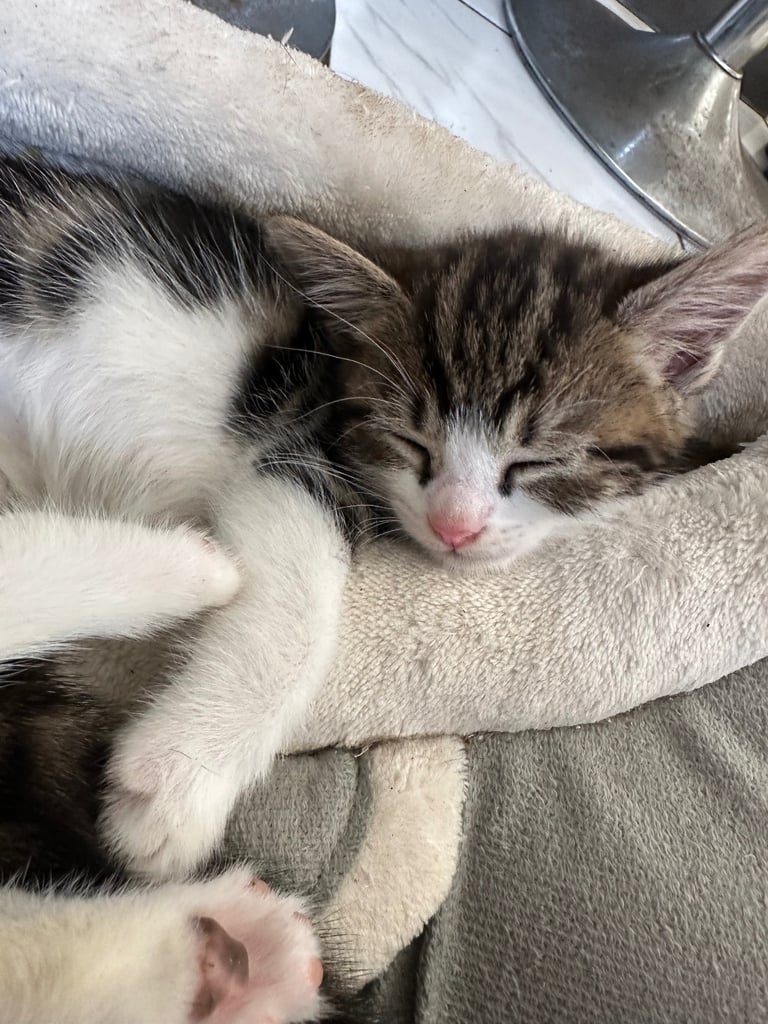 image for Mixed Tabi and black/white kittens