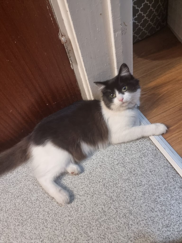 image for Female cat