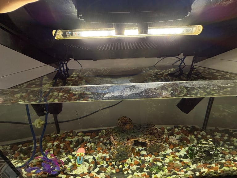Tetra fish aquarium tank and accessories 