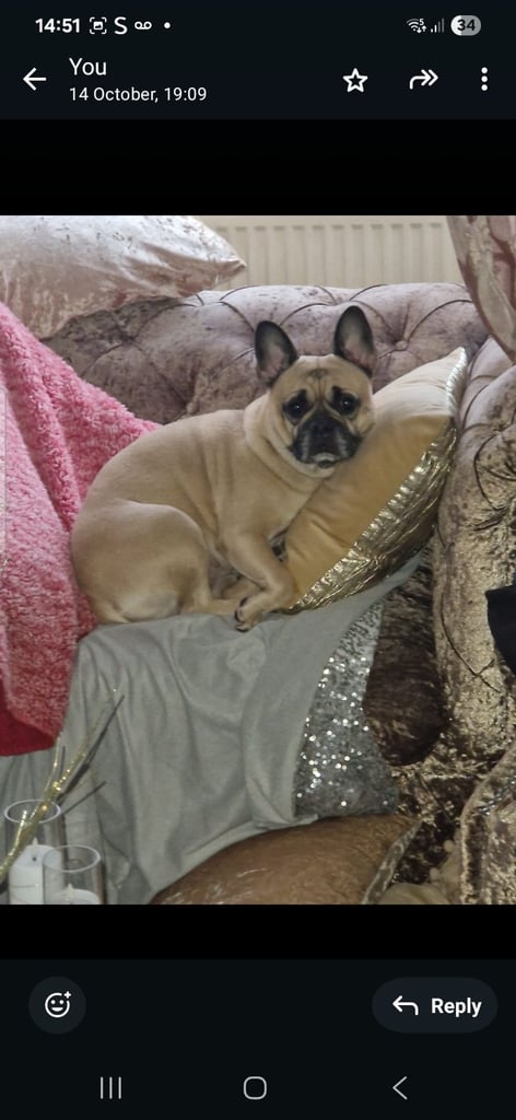 French bulldog girl 