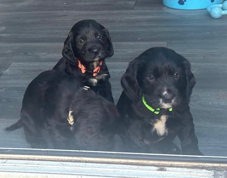 Beautiful cocker spaniels 