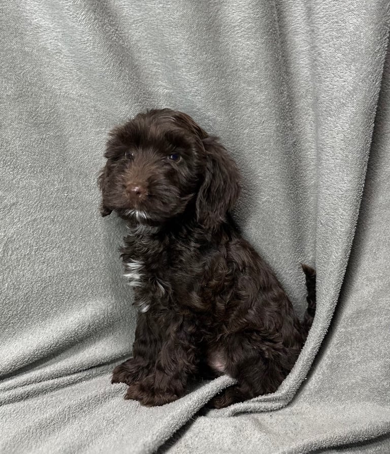 Cockapoo puppys 