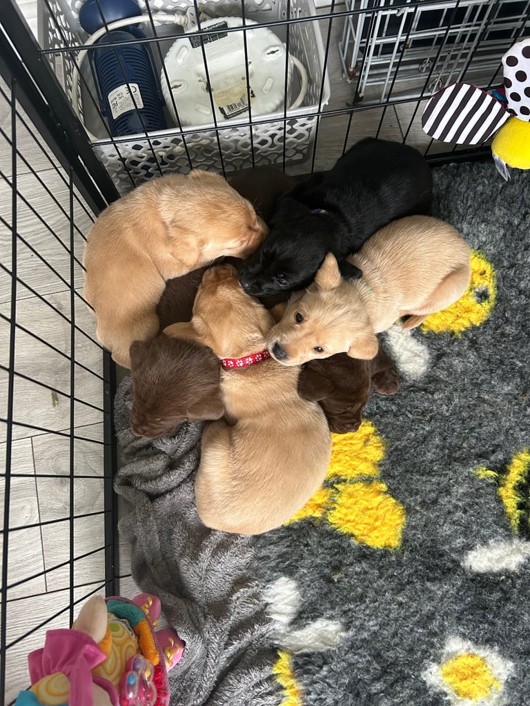 3 Labrador puppies left 