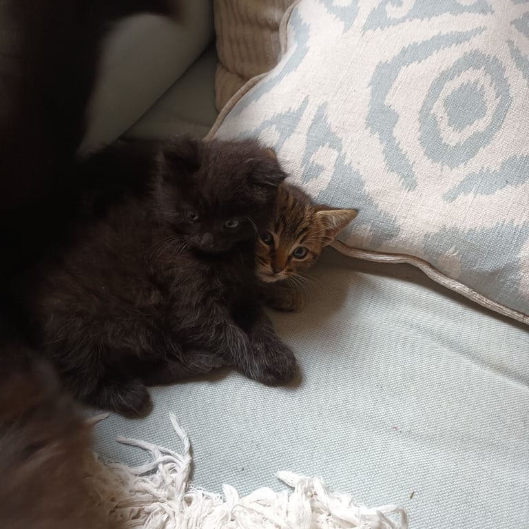 Black Fluffy Kittens... half black Persian Cross