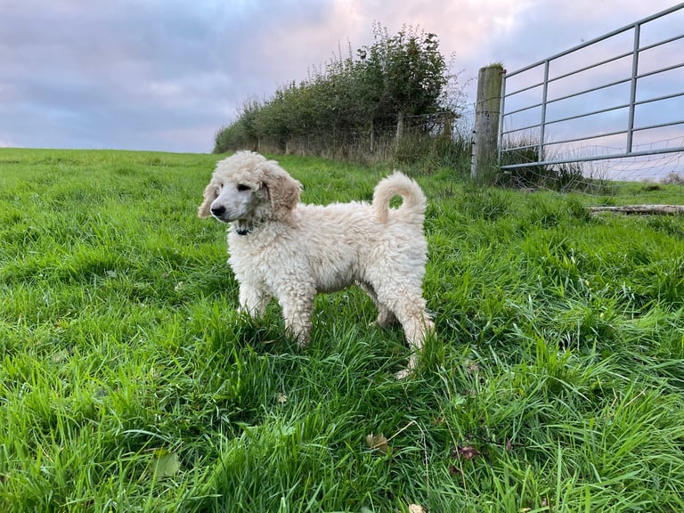 Standard poodle - update - last girl and 3 boys 