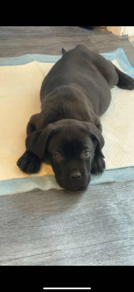 Cane corso puppy for sale 