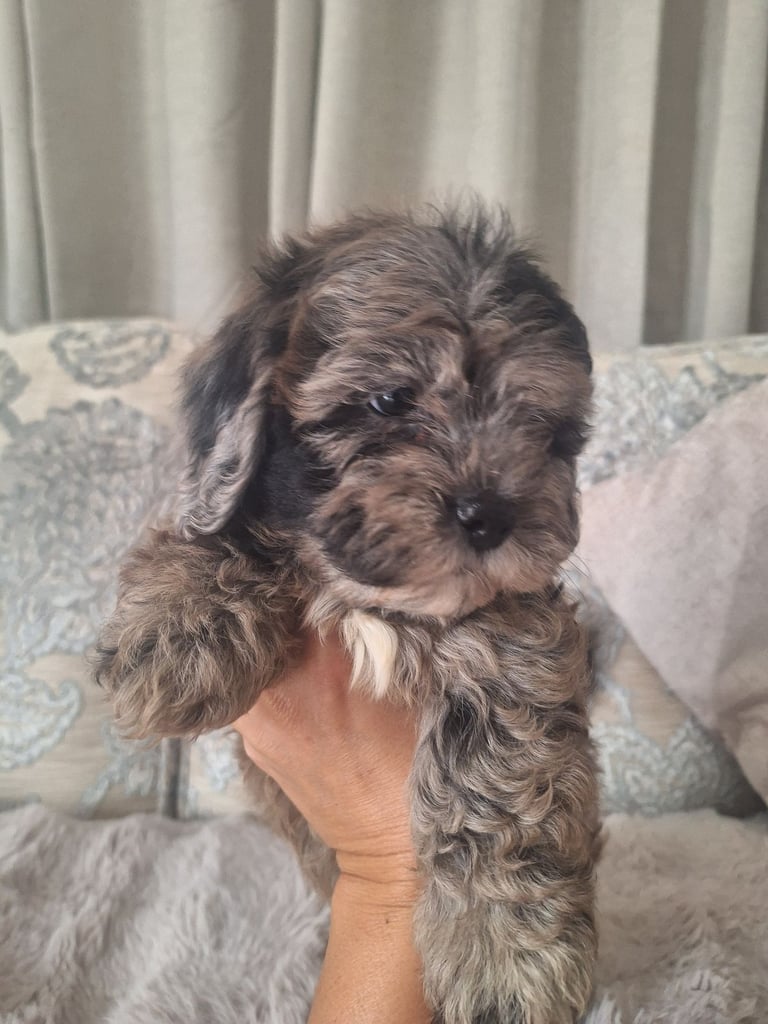 Shihpoo 